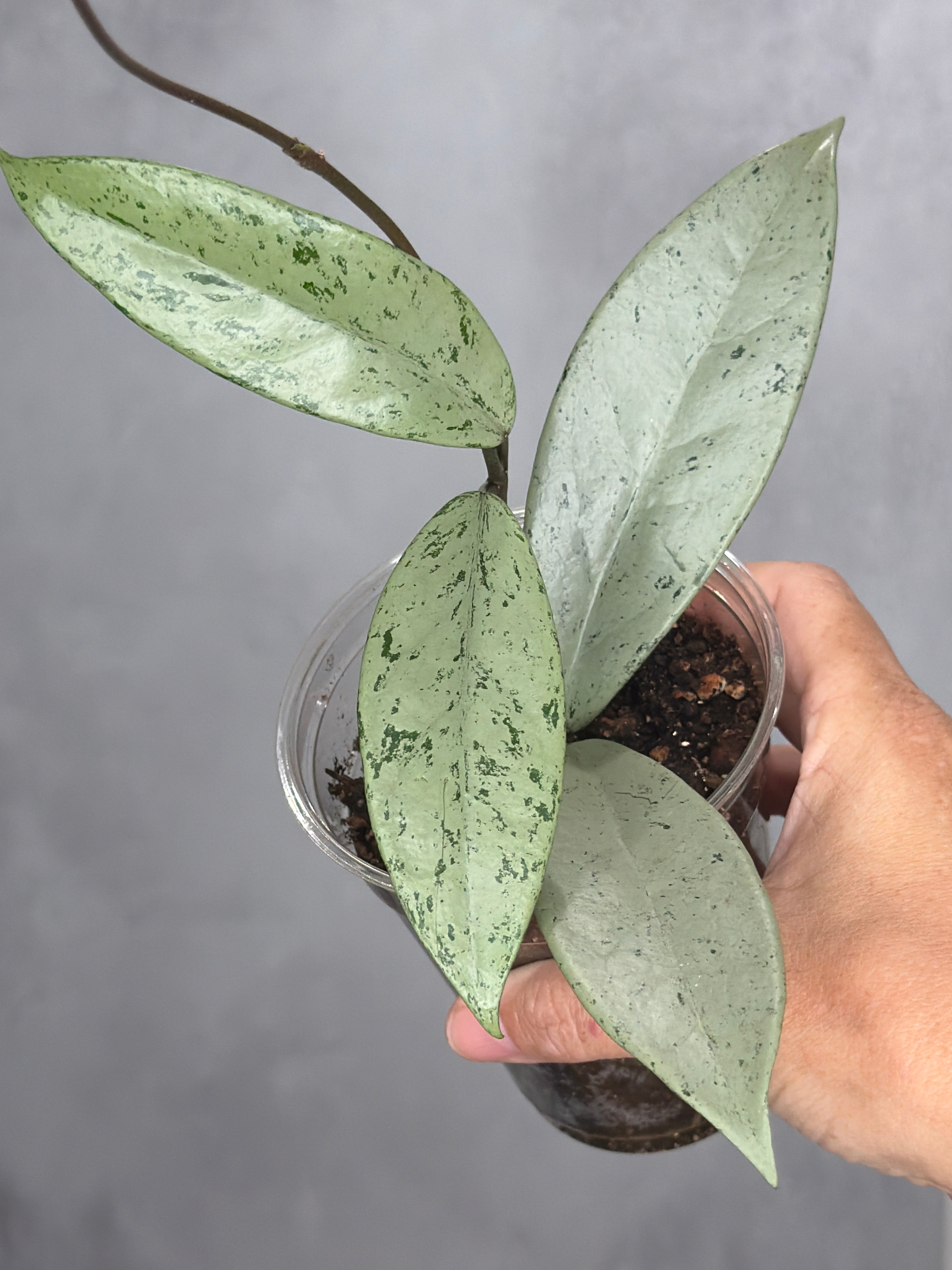 Hoya pubicalyx 'Pink Silver Ghost'