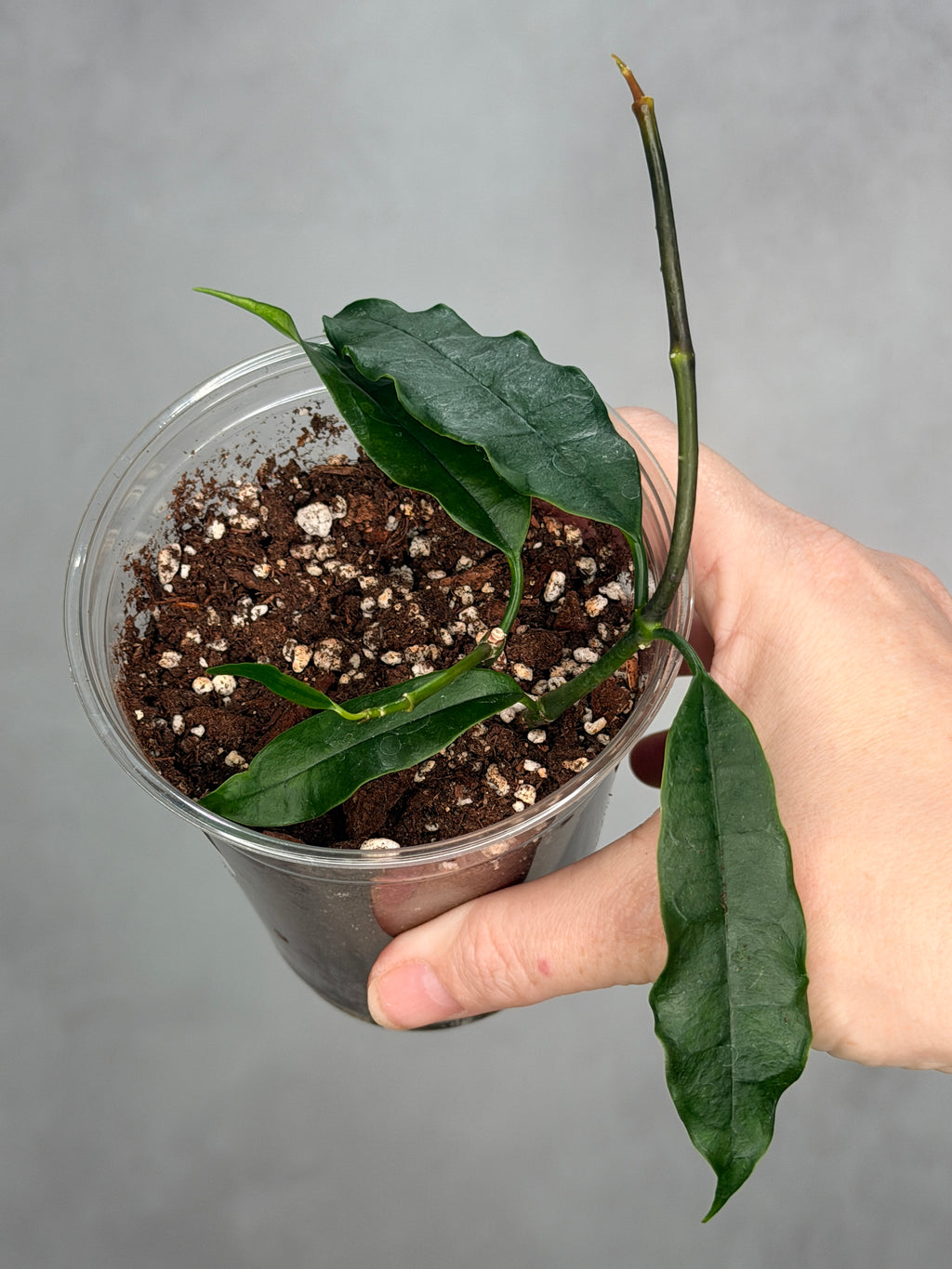 Hoya fusca Wall.