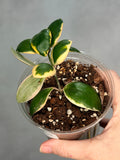 Hoya incurvula ‘Palta’