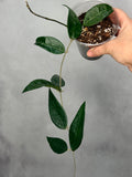 Hoya sp Indonesia AH001