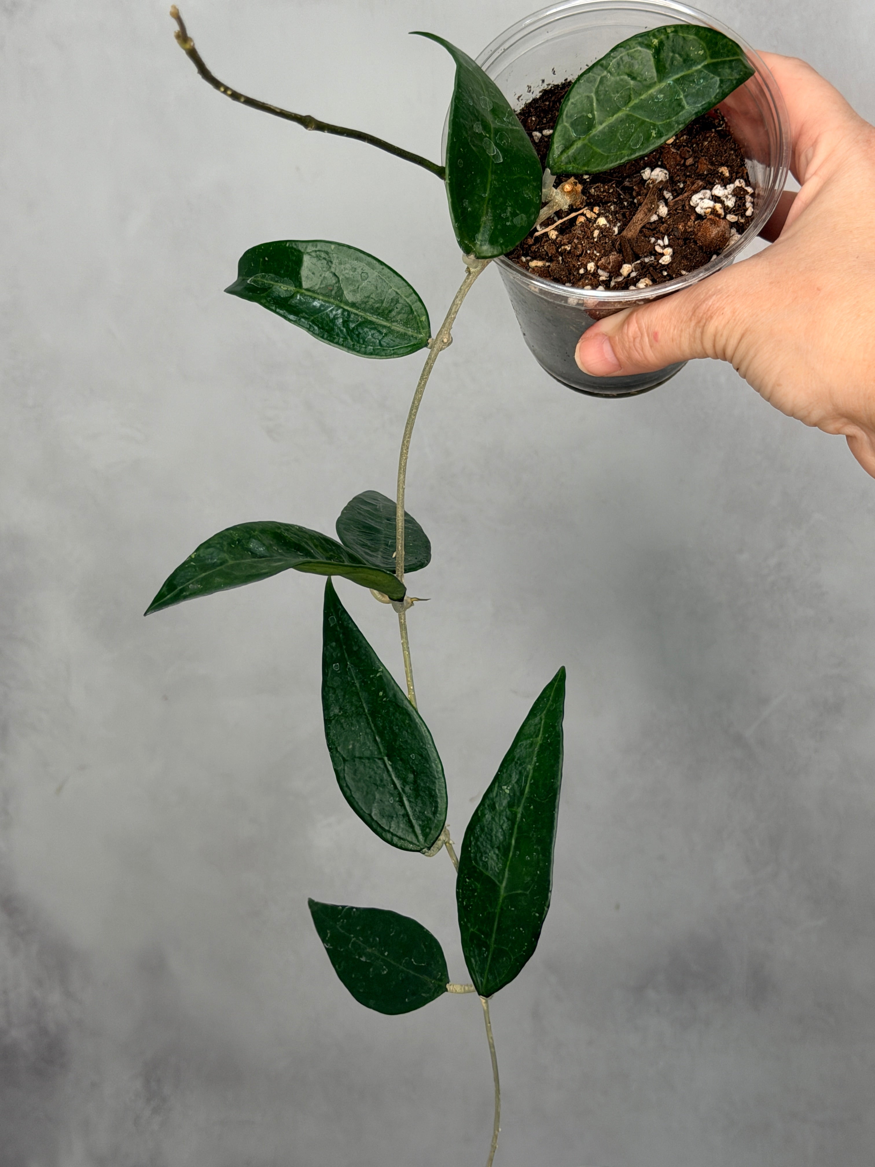 Hoya sp Indonesia AH001