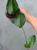 Hoya 'Col. Meekins' 4