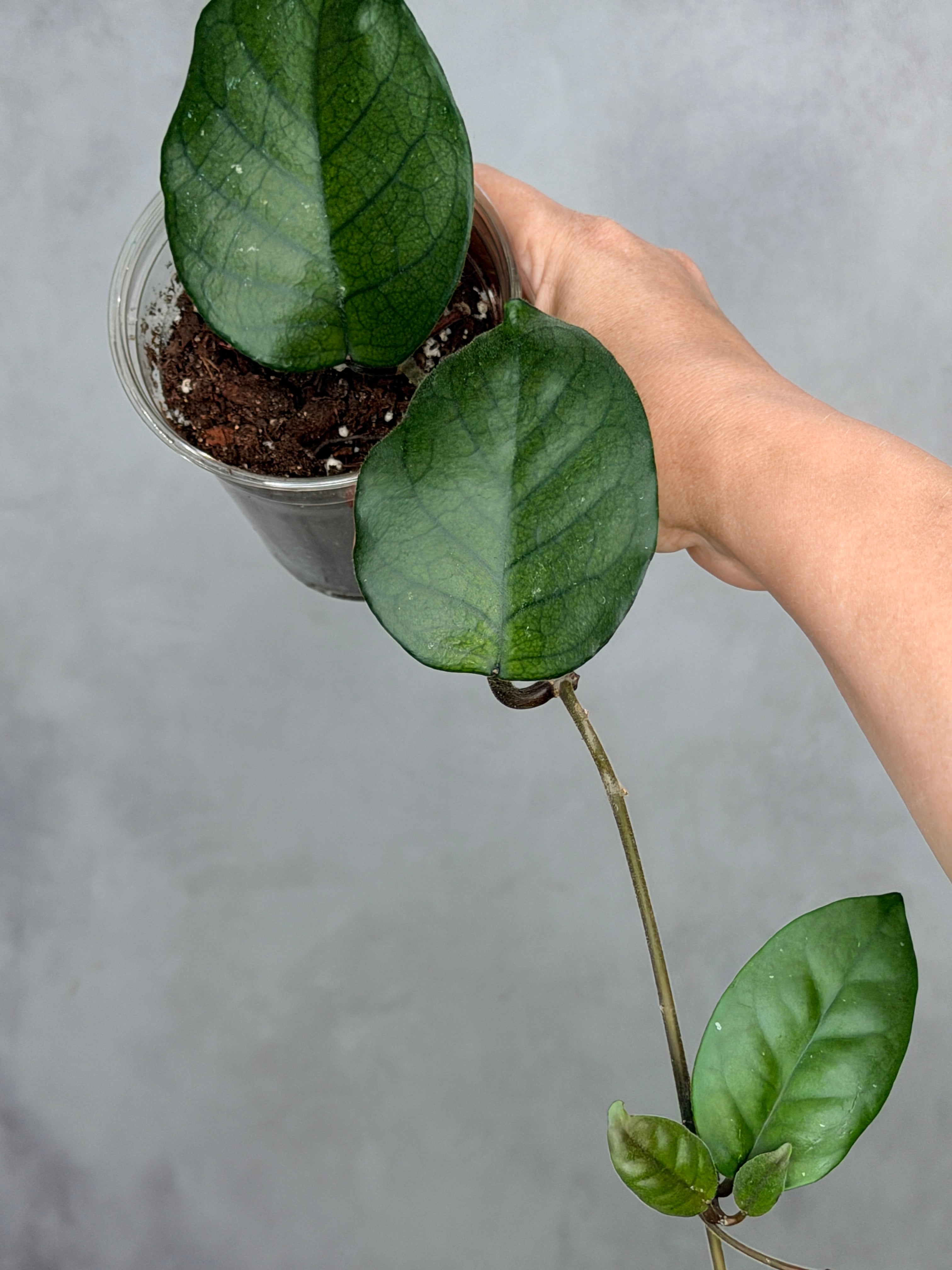Hoya 'Col. Meekins' 4
