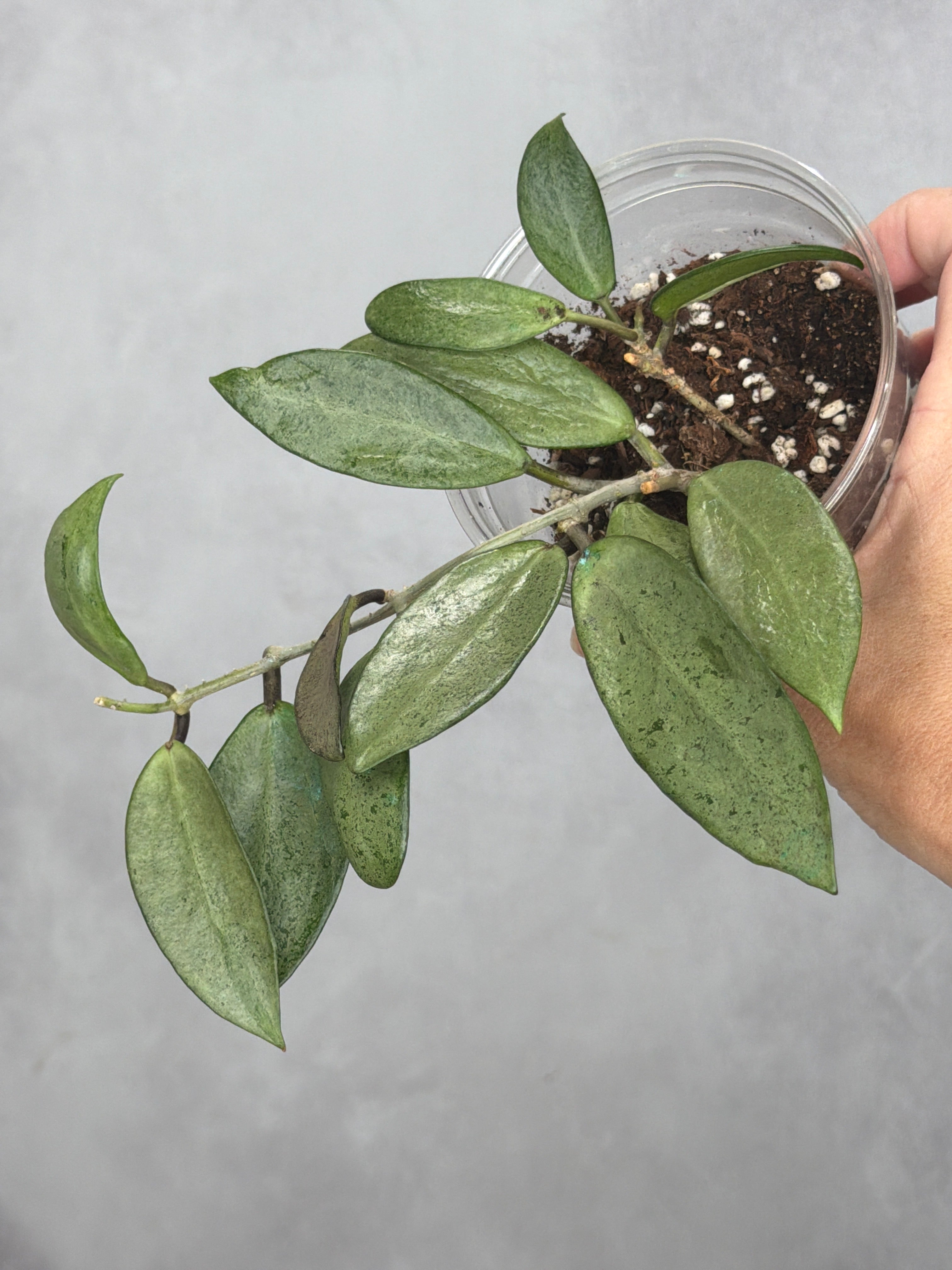 Hoya 'Silver Lady'