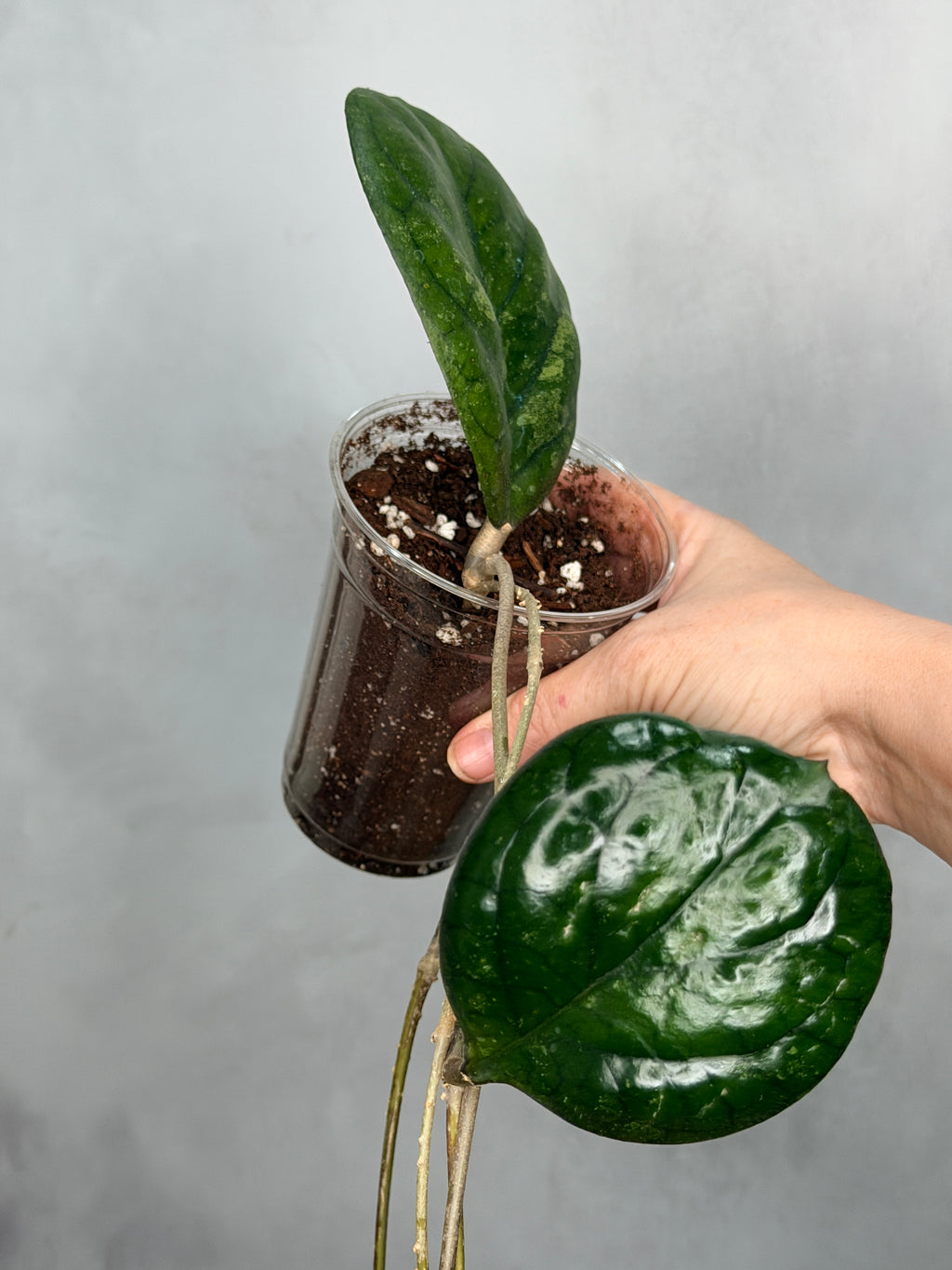 Hoya ‘Patcharawalai’ (seedling)