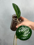 Hoya ‘Patcharawalai’ (seedling)