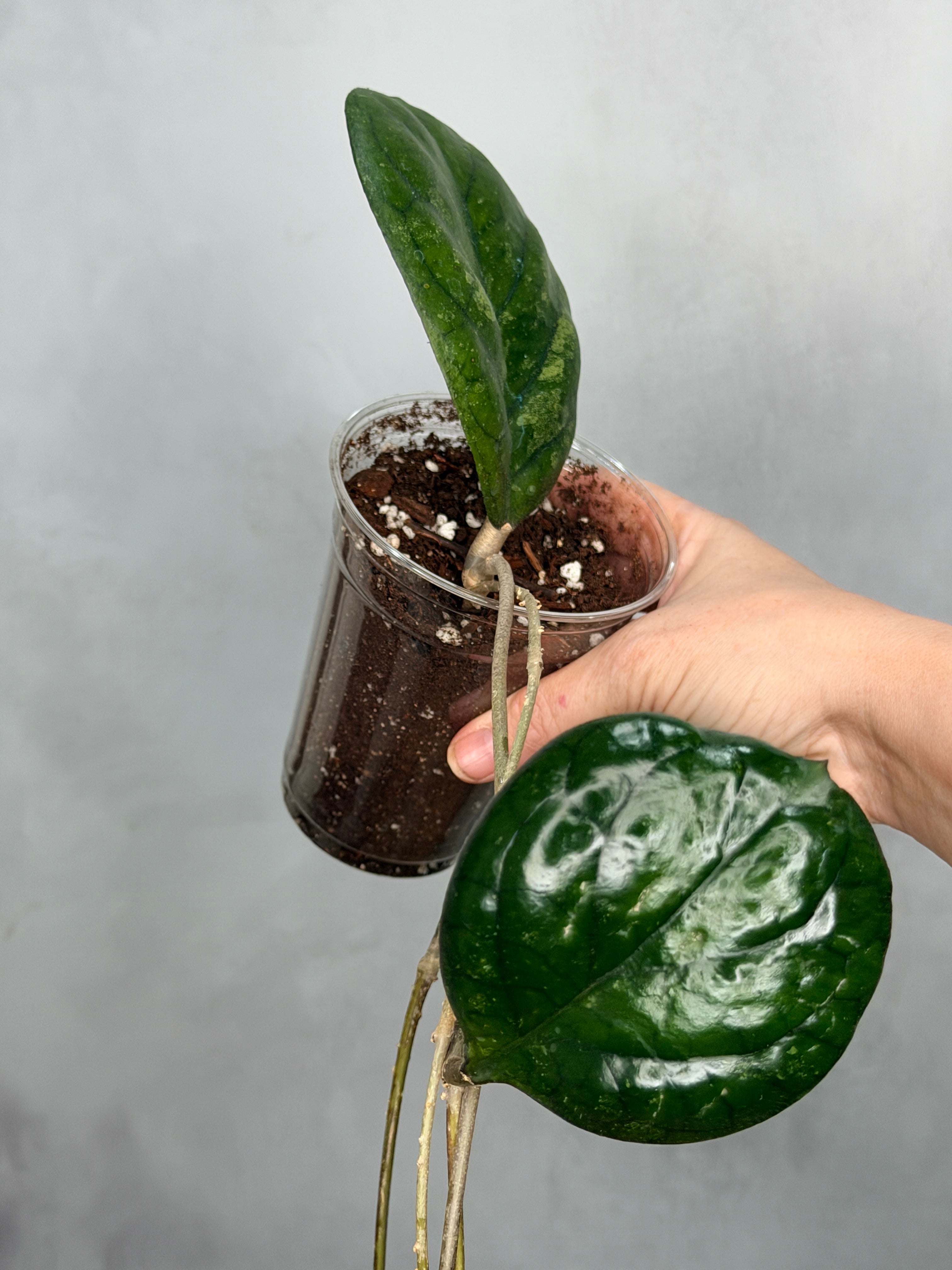 Hoya ‘Patcharawalai’ (seedling)