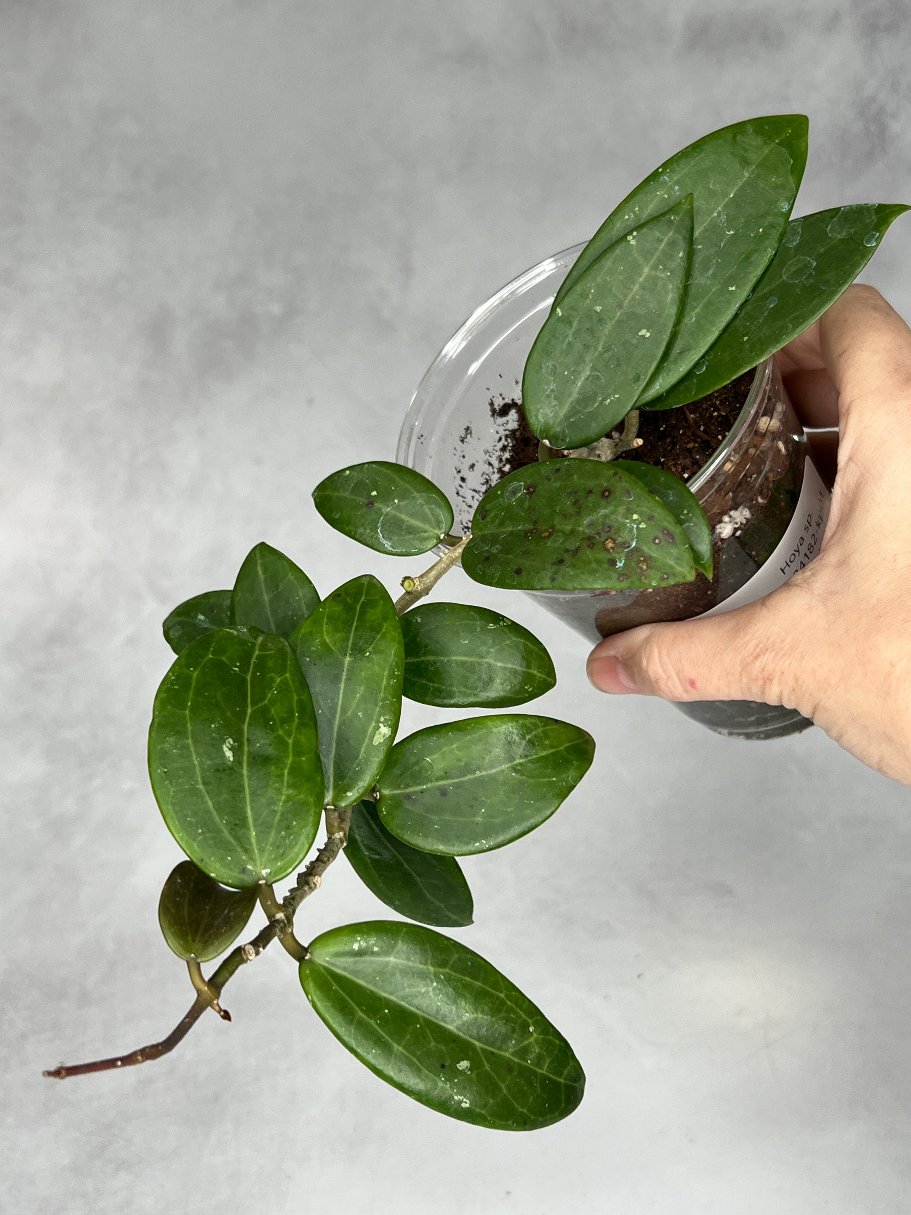 Hoya sp. RHM24182- kp01 ‘Caleb’