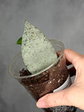 Hoya caudata 'Argene'