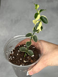 Hoya cummingiana (outer variegated)