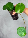 Hoya 'Rhiannon' (SS37-03)