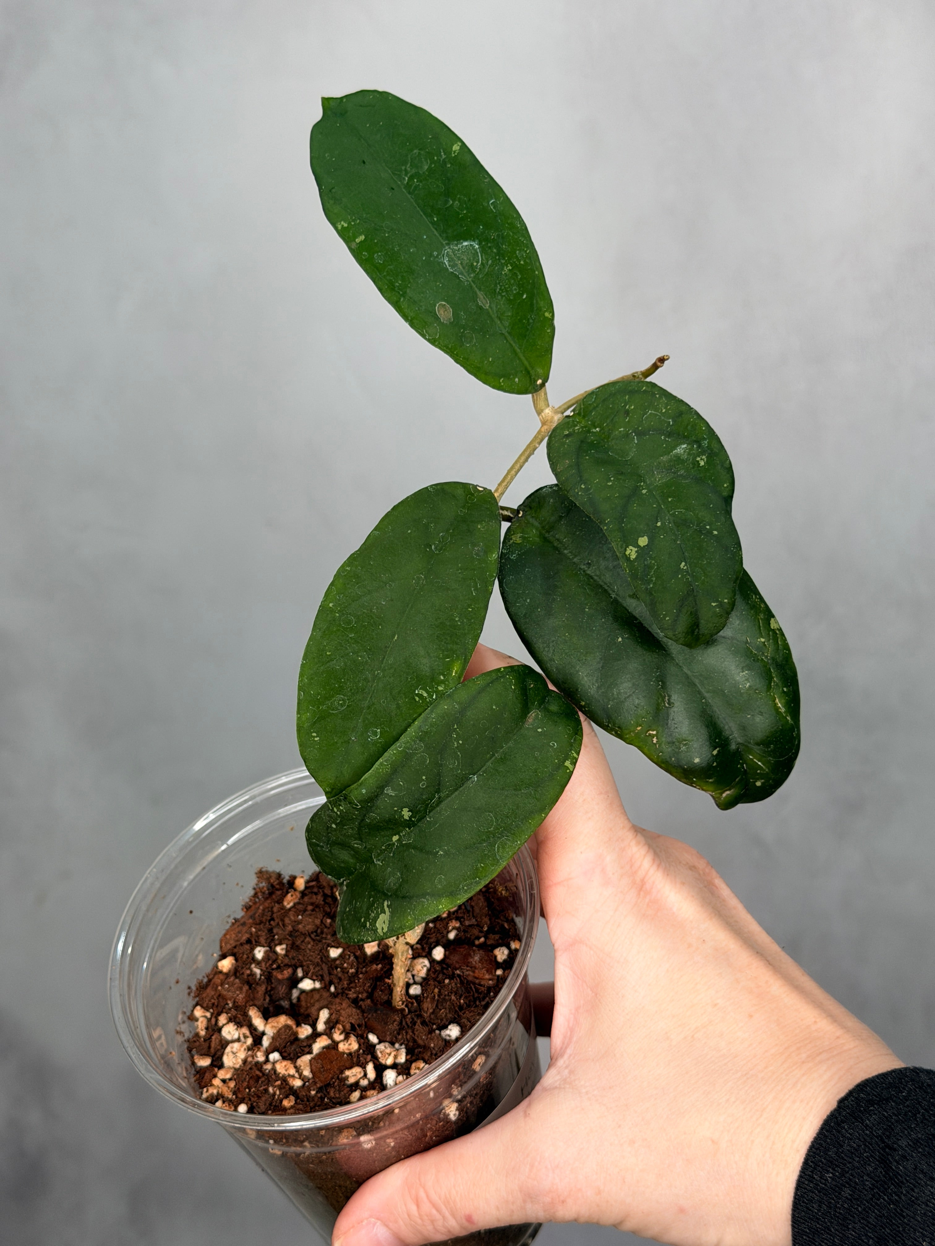 Hoya sp. Bengkulu