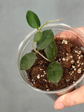 Hoya ‘Edamame’