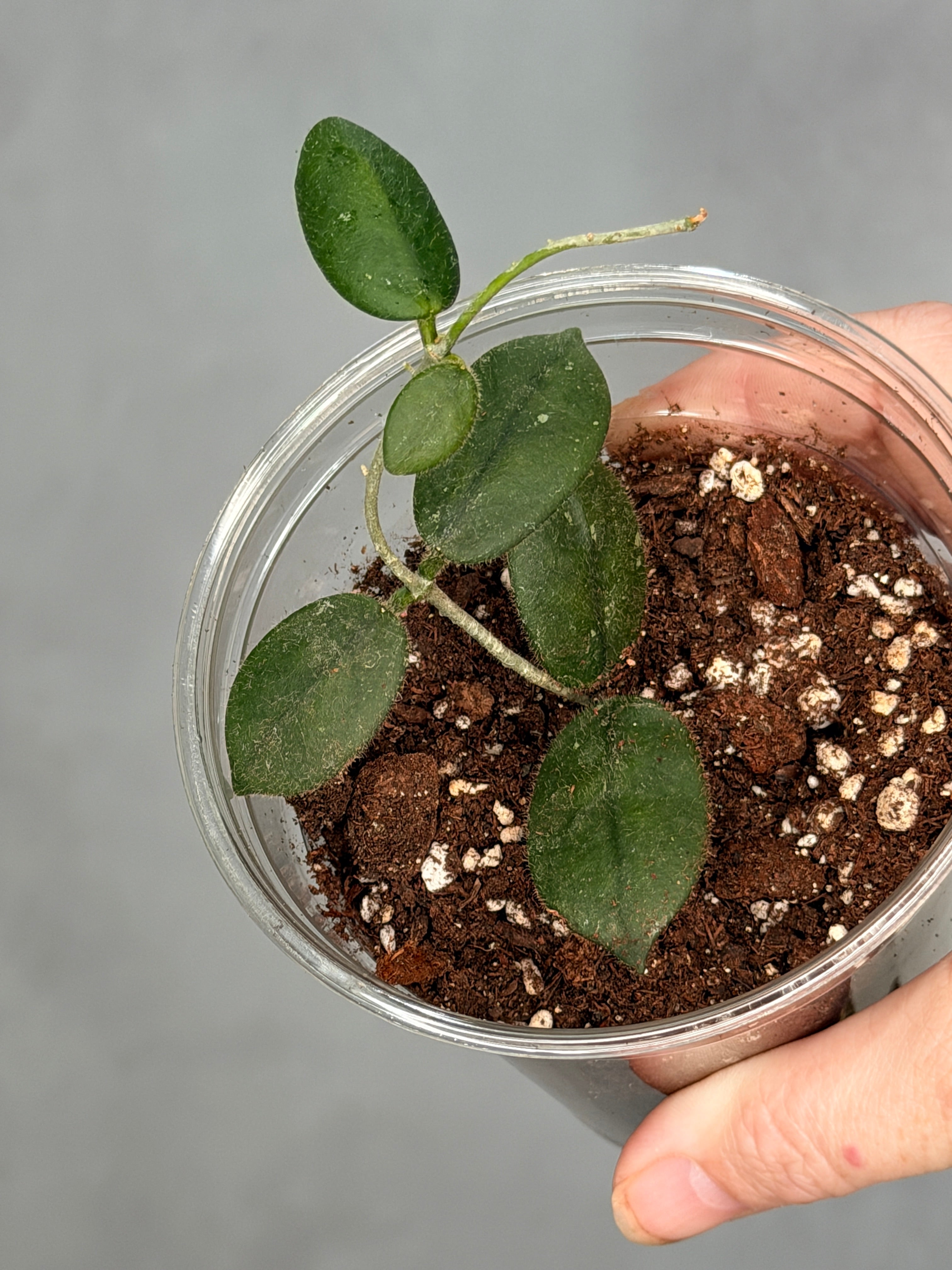 Hoya ‘Edamame’