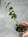 Hoya cummingiana (outer variegated)