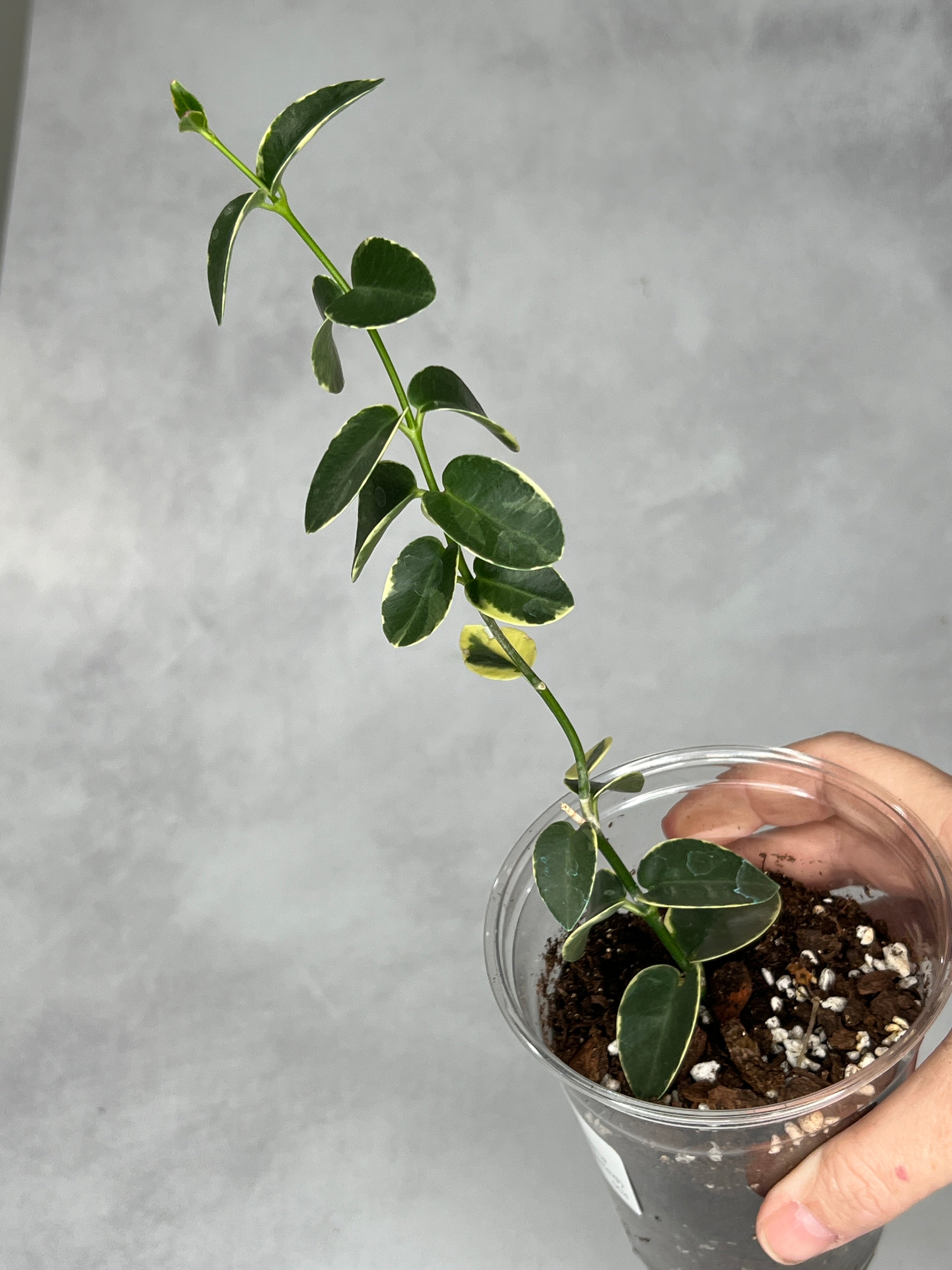 Hoya cummingiana (outer variegated)