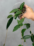 Hoya verticillata (fka pallida, Bogor)