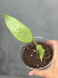 Hoya 'Germany' (silver)