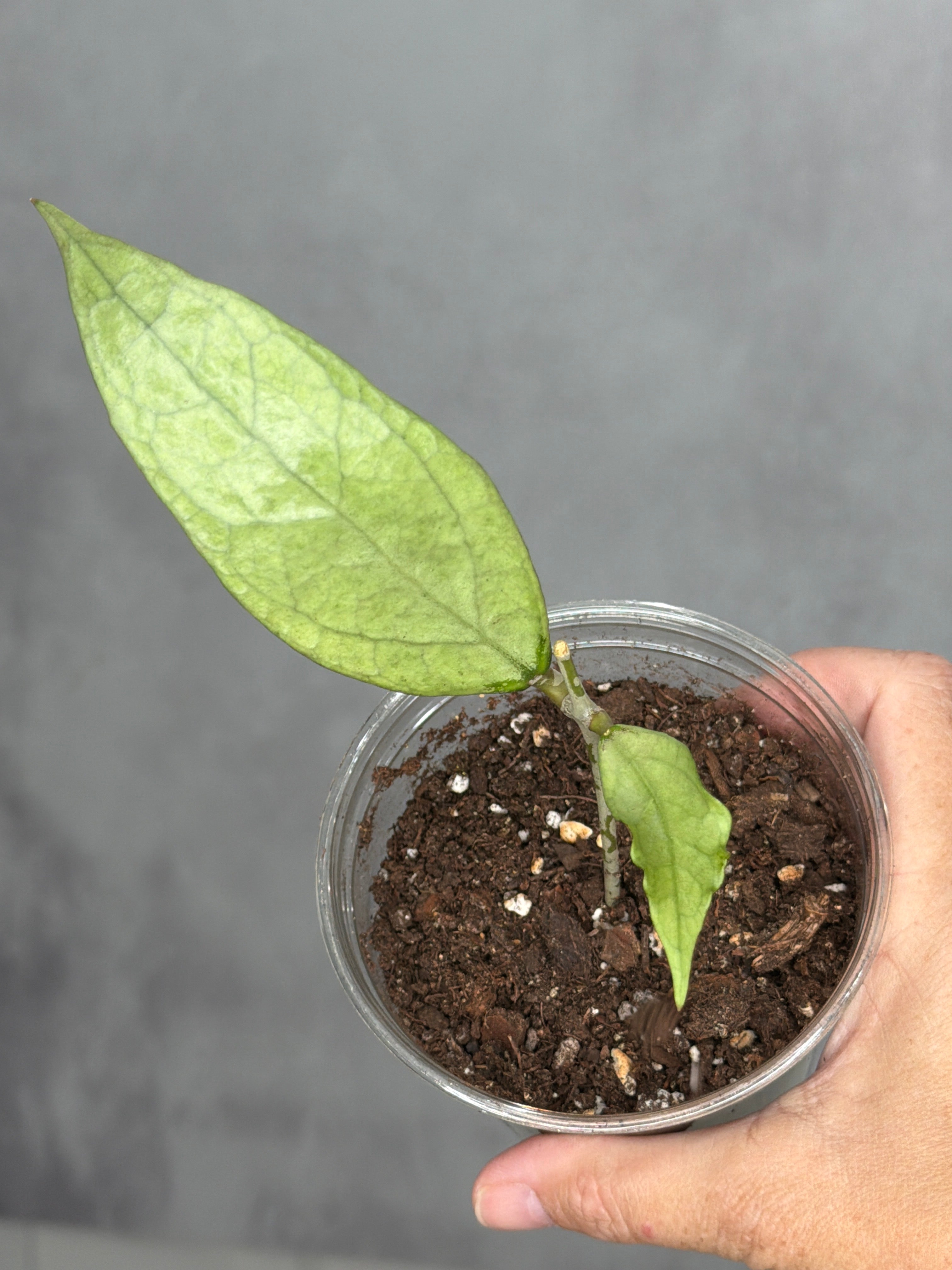 Hoya 'Germany' (silver)