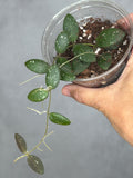 Hoya sp. VL-09