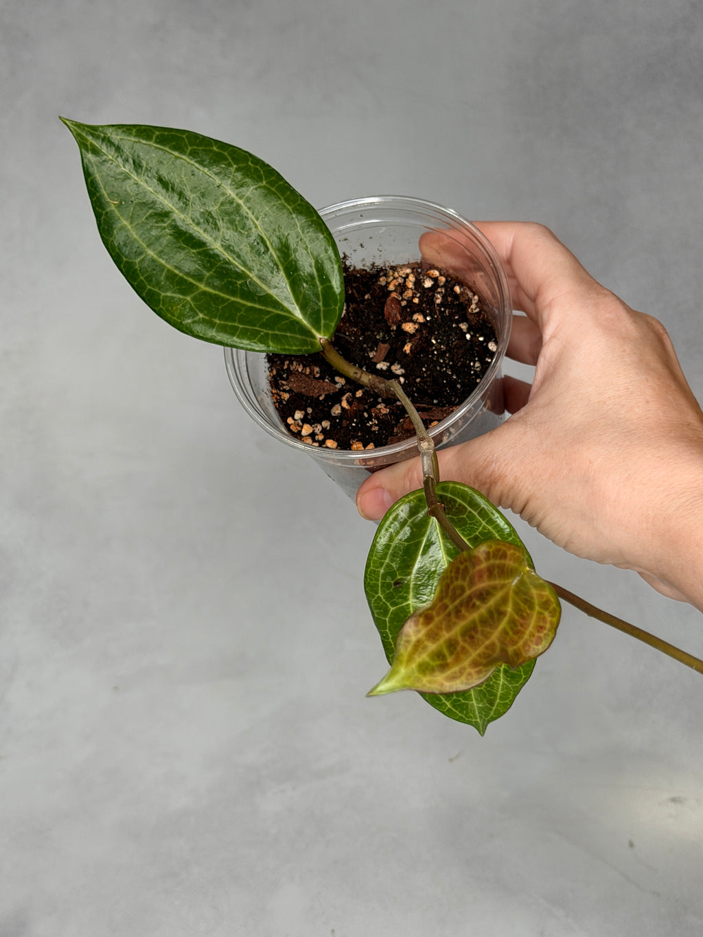 Hoya quinquenervia
