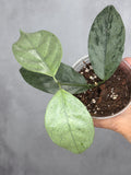 Hoya coricea (silver)