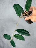 Hoya sp. Bengkulu