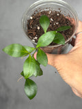 Hoya bilobata