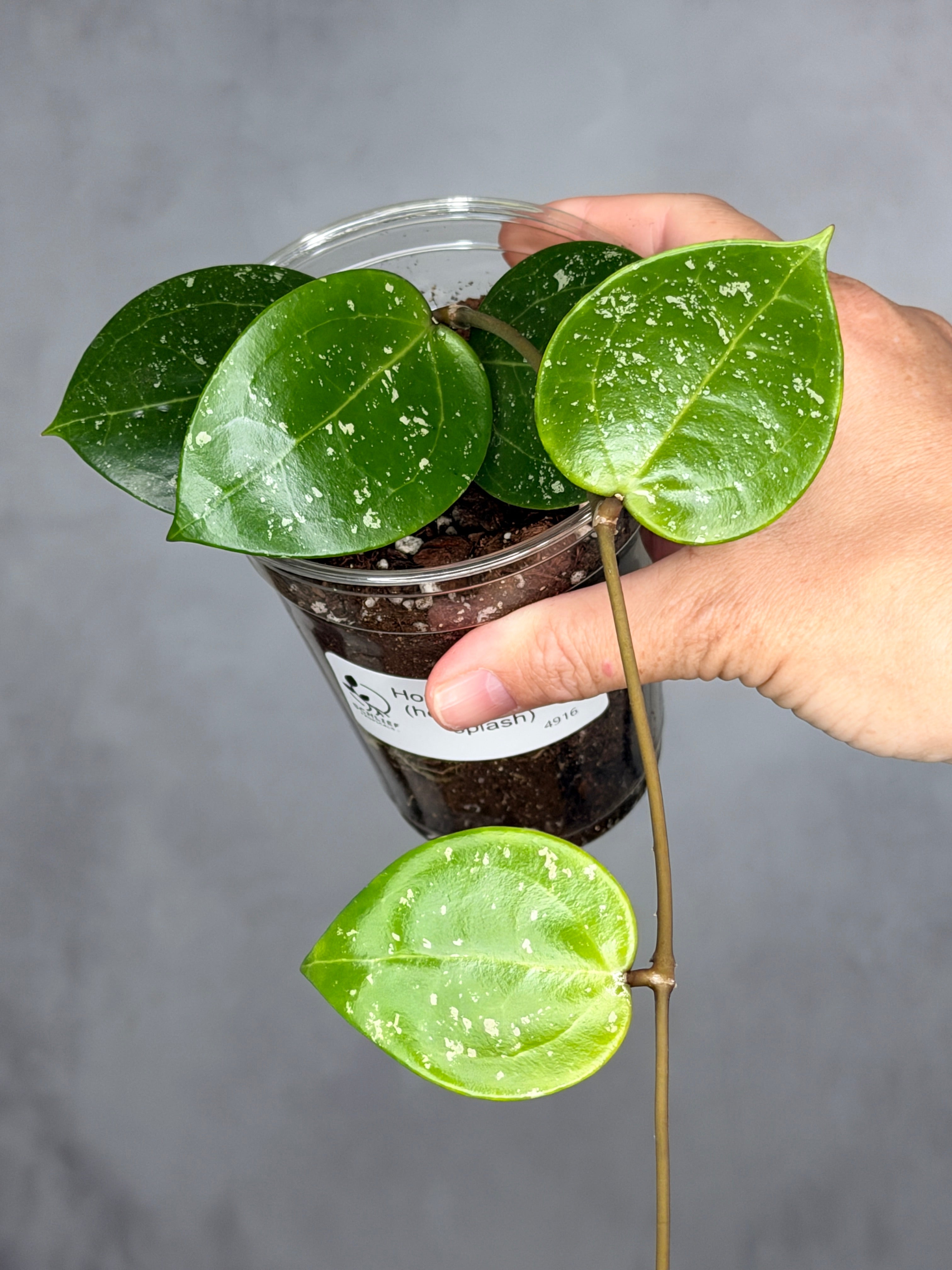 Hoya verticillata (heart-shaped, splash)
