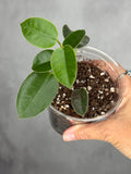 Hoya madulidii