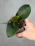 Hoya fungii (seedling, splash)