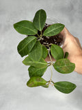 Hoya sp. RCX 50