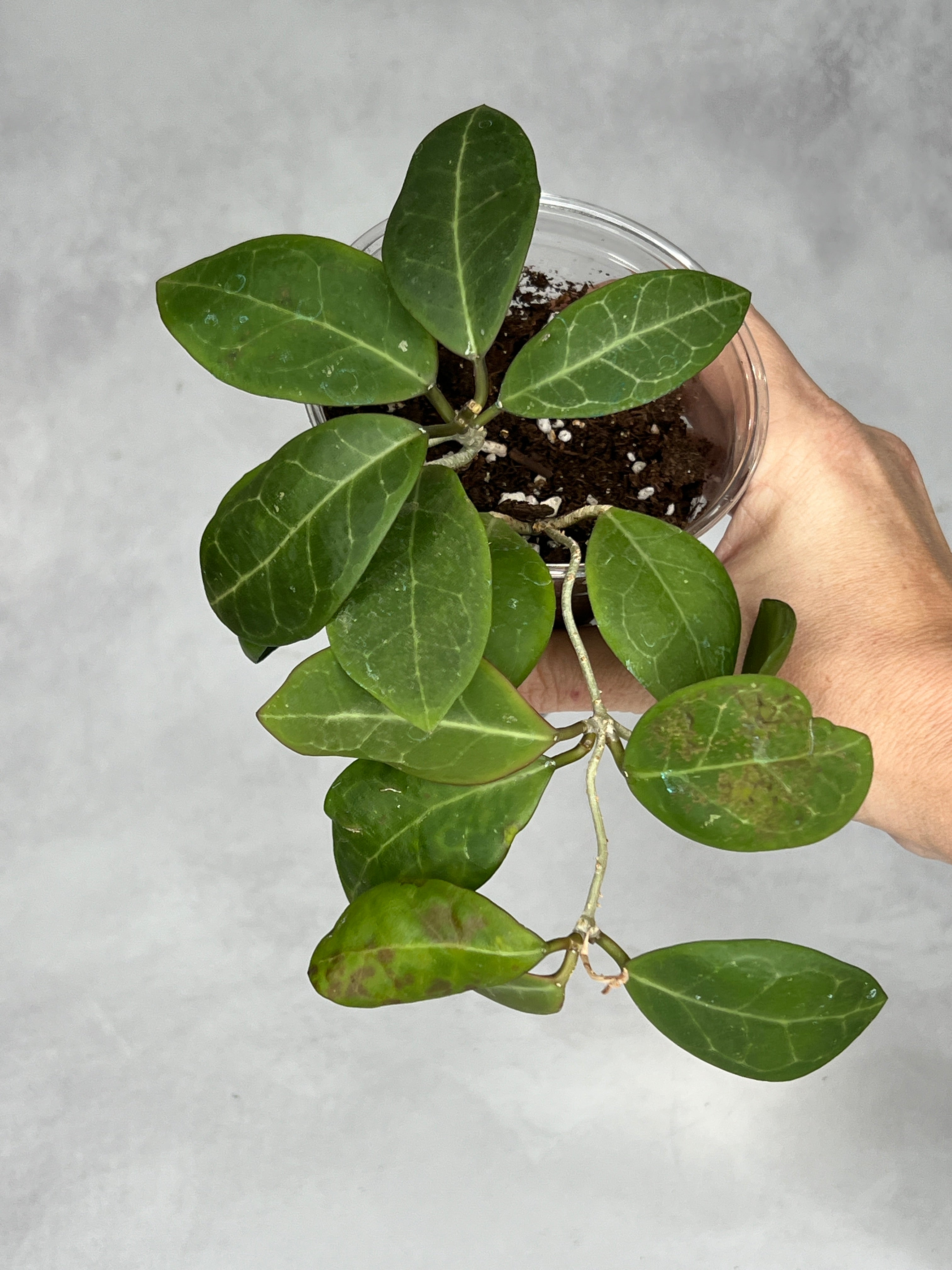 Hoya sp. RCX 50