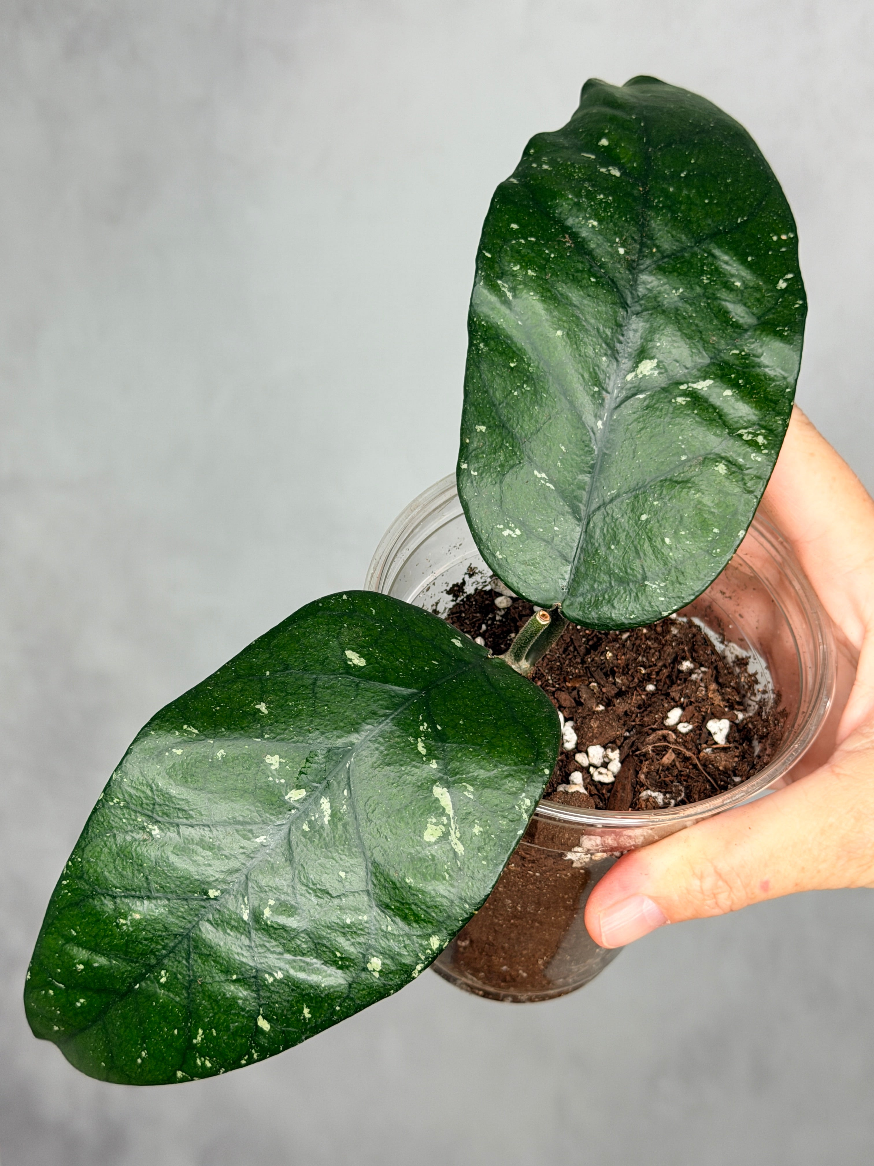 Hoya sp. Tam Dao
