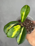 Hoya diversifolia 'Maharani'