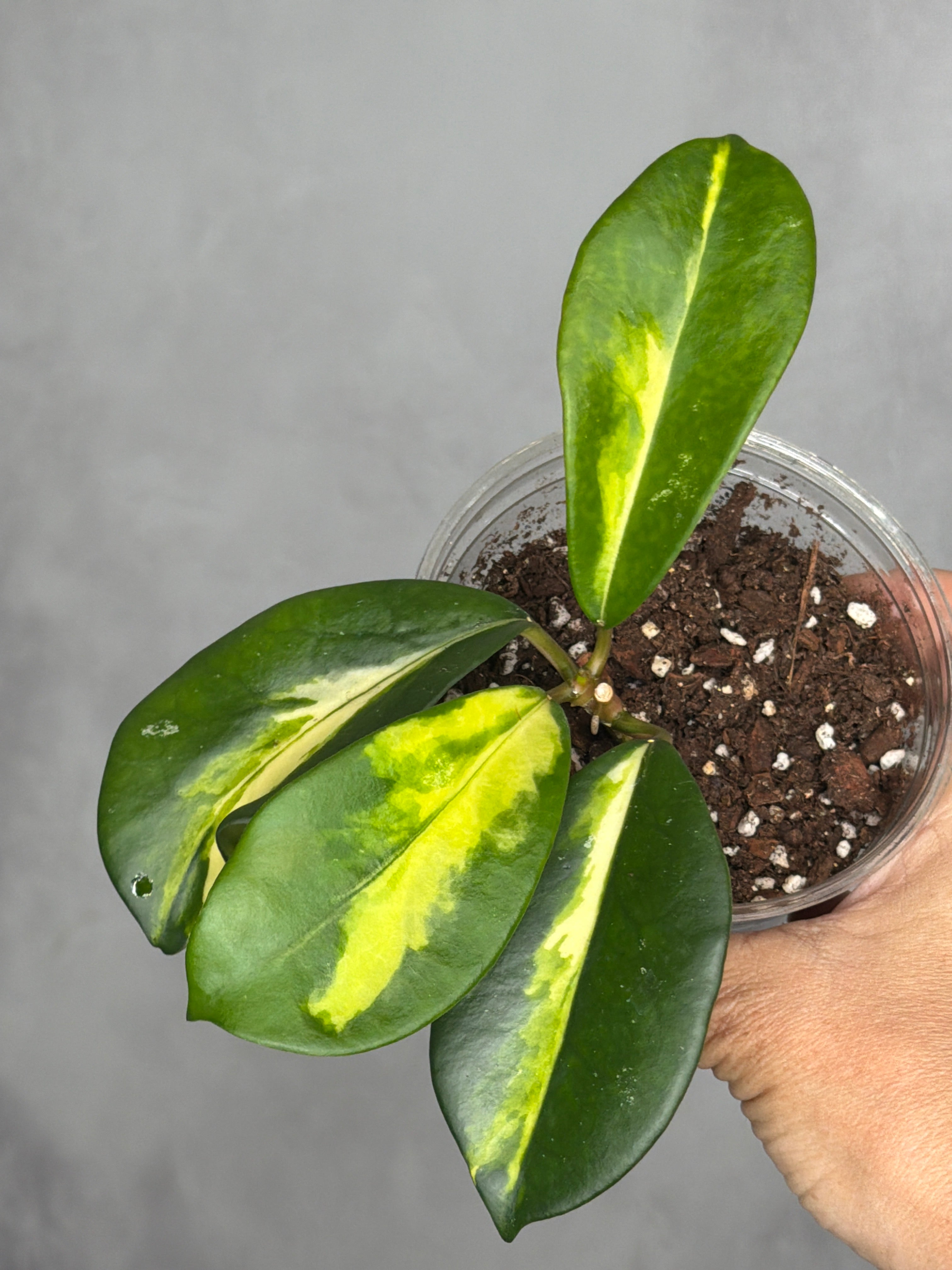 Hoya diversifolia 'Maharani'