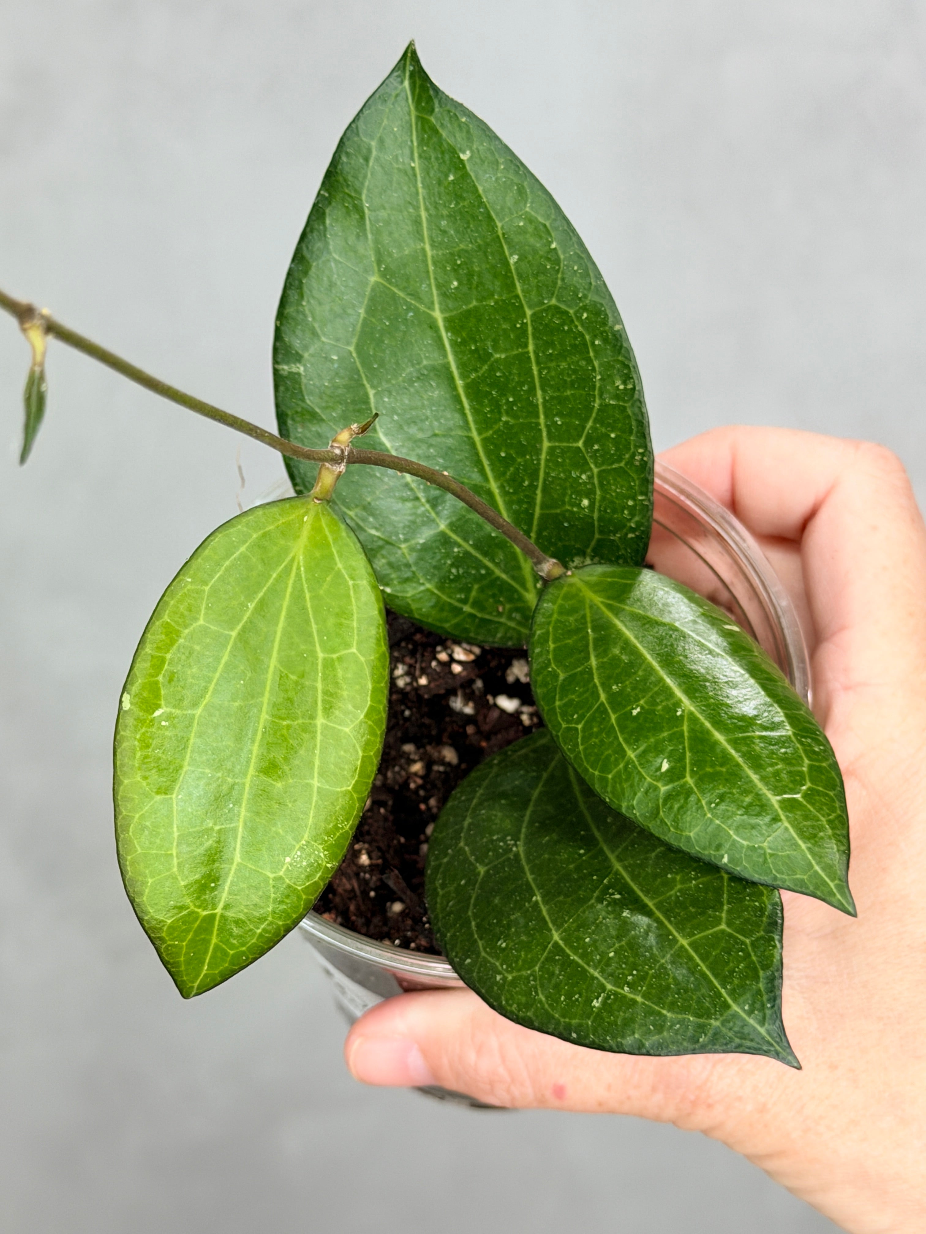 Hoya fitchii x fusco marginata