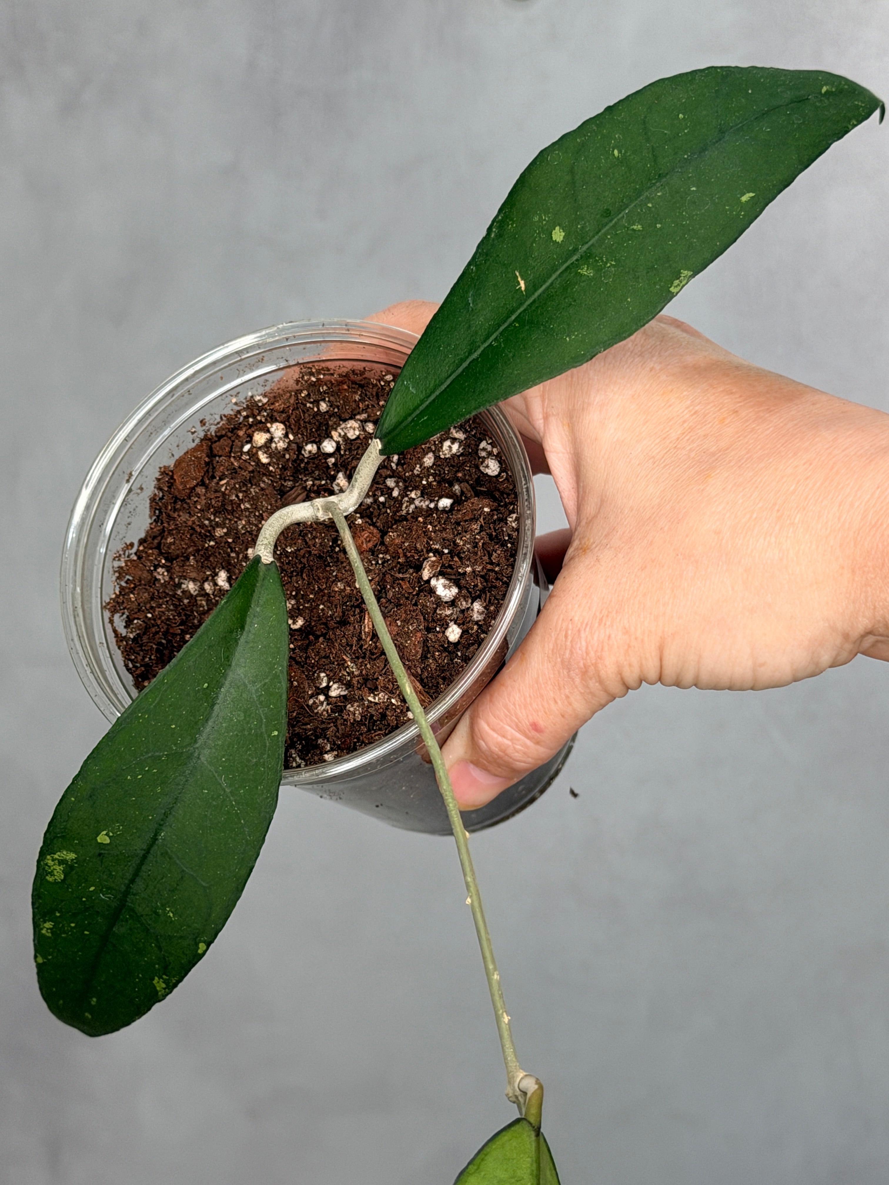 Hoya clemensorium (green leaf)