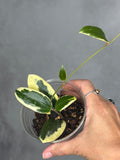 Hoya verticillata (outer variegated)