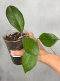 Hoya sp. Aceh