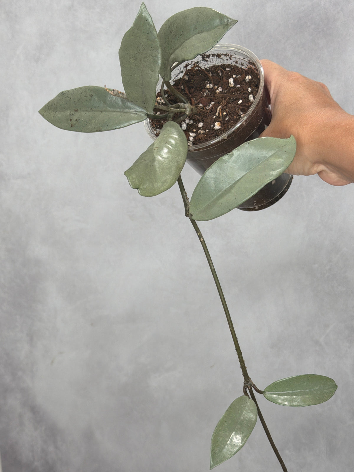 Hoya carnosa 'Wilbur Graves' (silver)