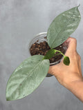 Hoya coriacea (silver)