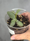 Hoya nummalariodes (silver)