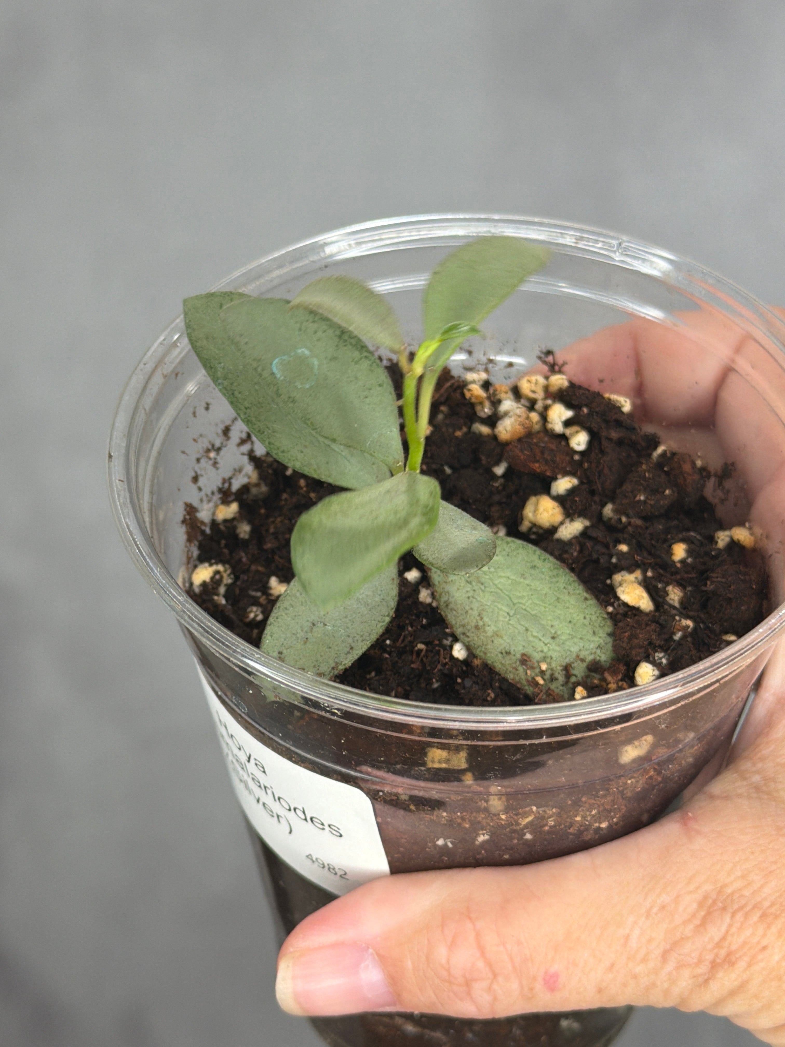 Hoya nummalariodes (silver)
