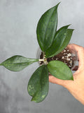 Hoya 'Jennifer'