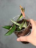 Hoya 'Lori Lynn'