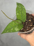 Hoya sp. Gayo Lues (NAPC 009)