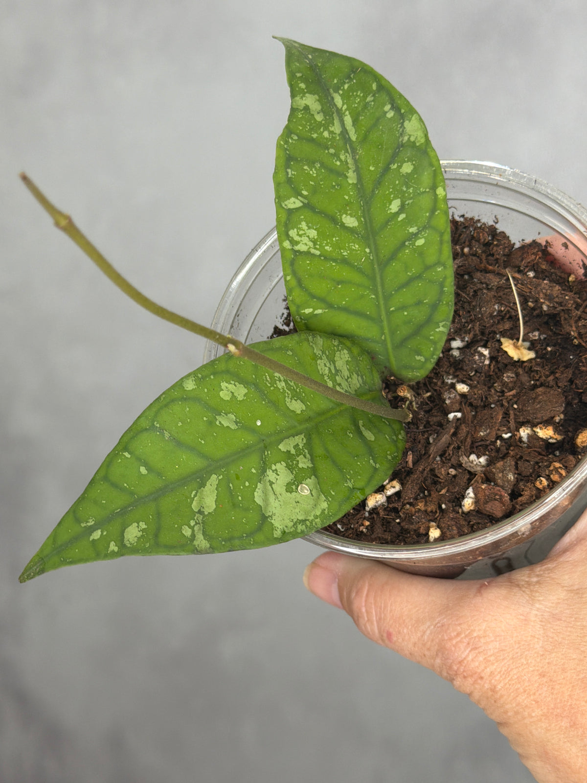Hoya sp. Gayo Lues (NAPC 009)