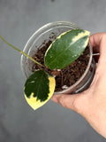 Hoya verticillata (outer variegated)