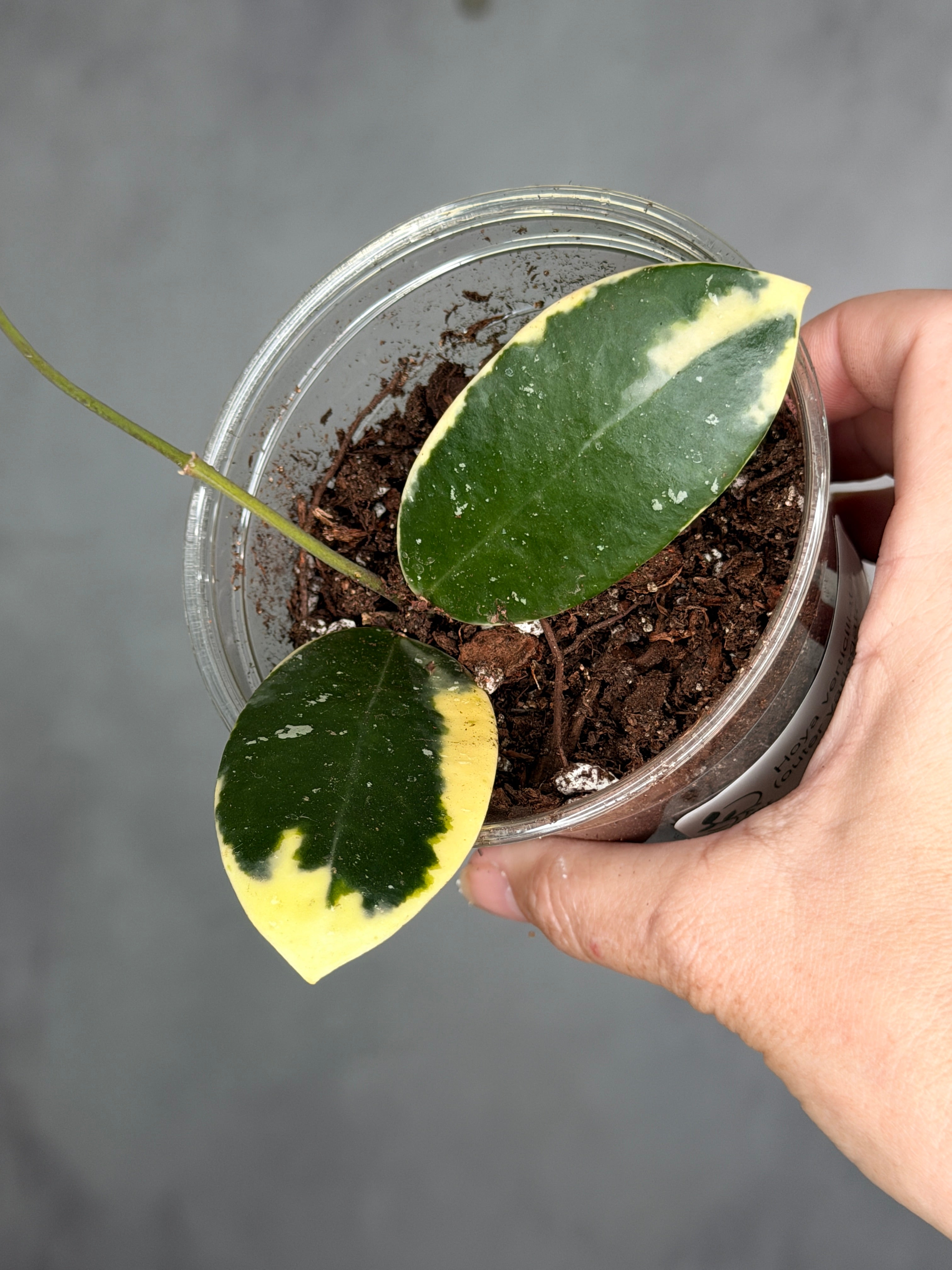 Hoya verticillata (outer variegated)